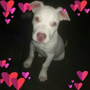 Meet your Posher, Sandy